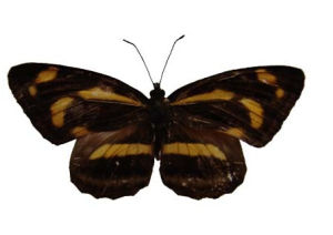 矛環蛺蝶 矛環蛺蝶