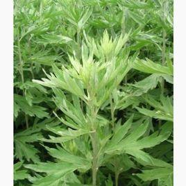 香艾草 香艾草