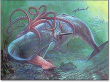 大王烏賊和抹香鯨搏鬥想像圖