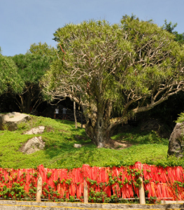 南山不老松 南山不老松