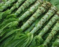 永安萵苣 永安萵苣