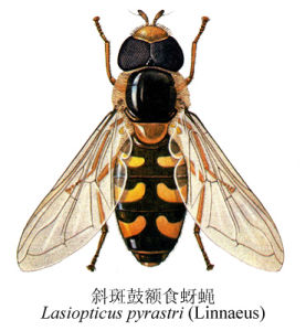 斜斑鼓額食蚜蠅