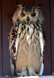 印度雕鴞 印度雕鴞