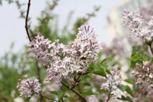 丁香樹皮 丁香樹皮