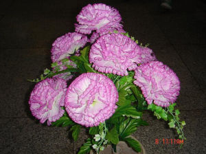 頭花豬屎豆 頭花豬屎豆