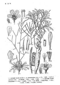 琴葉南芥 琴葉南芥