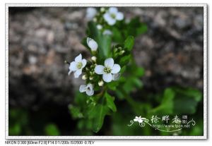 浙江碎米薺 浙江碎米薺