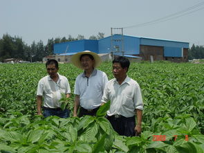 福農1號 福農1號