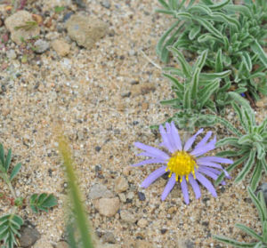 青藏狗娃花 青藏狗娃花