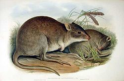 赤褐袋鼠屬 赤褐袋鼠屬