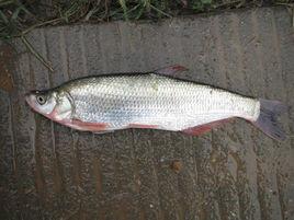 紅鰭原鮊 紅鰭原鮊