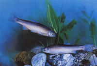 貝加爾湖雅羅魚