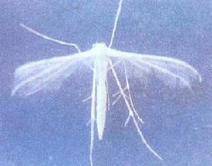 甘薯白羽蛾 甘薯白羽蛾