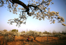 黃河故道國家森林公園