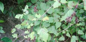 毛葉繡線梅 毛葉繡線梅