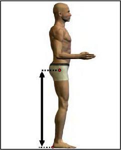 臀峰點高 臀峰點高