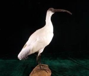 白䴉—體白嘴黑的䴉類 白䴉—體白嘴黑的䴉類