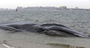 2012年12月26日，美國紐約，一條60英尺長的長鬚鯨在“微風點”擱淺。