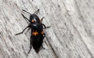 長朽木甲科 長朽木甲科