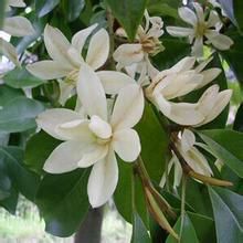 醉香含笑(原變種) 醉香含笑(原變種)