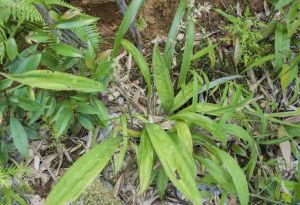 川滇薹草 川滇薹草