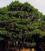 尖波黃13 尖波黃13