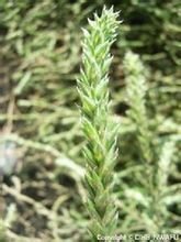 紅崖山水庫 沙米