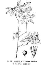 玫花豆腐柴 玫花豆腐柴