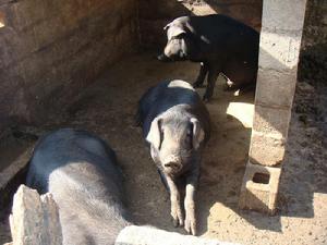 大中寨自然村[雲南普洱墨江縣聯珠鎮臥龍村委大中寨自然村]