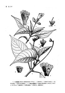 大苞苣苔 大苞苣苔