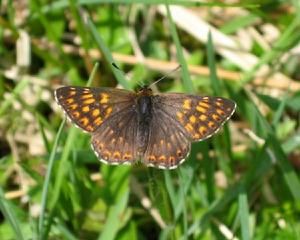 次粉垂耳尺蛾 次粉垂耳尺蛾