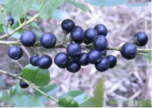 三花冬青 （原變種）