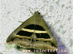中帶三角夜蛾 中帶三角夜蛾