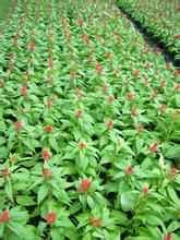 耳葉龍船花 耳葉龍船花