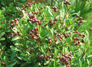 山烏珠根 山烏珠根