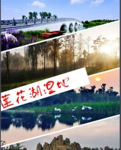 蓮花湖濕地 蓮花湖濕地