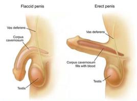 神經性勃起功能障礙 神經性勃起功能障礙