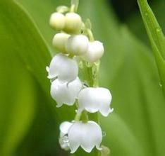 卵葉帶唇蘭 卵葉帶唇蘭