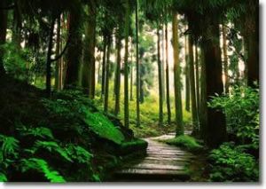 天台山昆蟲博物館