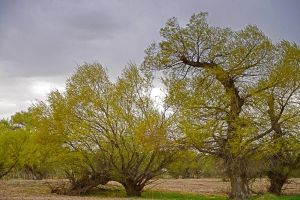 細穗怪柳 細穗怪柳