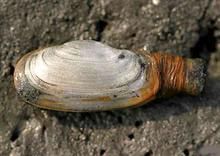 渤海鴨嘴蛤 渤海鴨嘴蛤