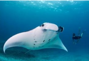 巴里氏魮 巴里氏魮