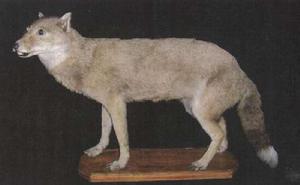 福克蘭群島狼 福克蘭群島狼