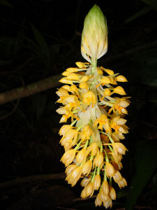 二列葉蝦脊蘭 二列葉蝦脊蘭