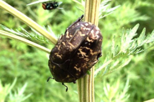 寡毛扁花金龜 寡毛扁花金龜