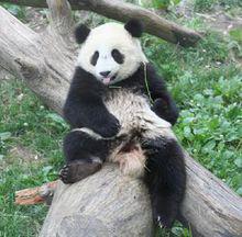 大熊貓