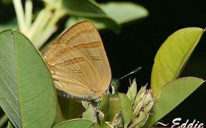 彩燕灰蝶 彩燕灰蝶