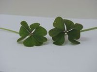 為紫花酢漿草,四葉時也被稱做幸運草