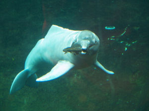 亞馬遜河白海豚