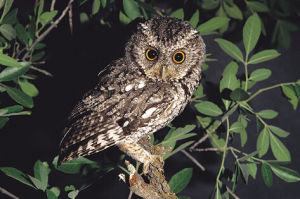 摩鹿加角鴞 摩鹿加角鴞